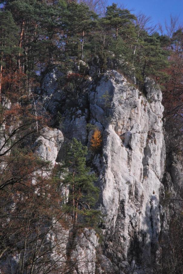 Pokoje Goscinne U Grazyny Ojcow エクステリア 写真