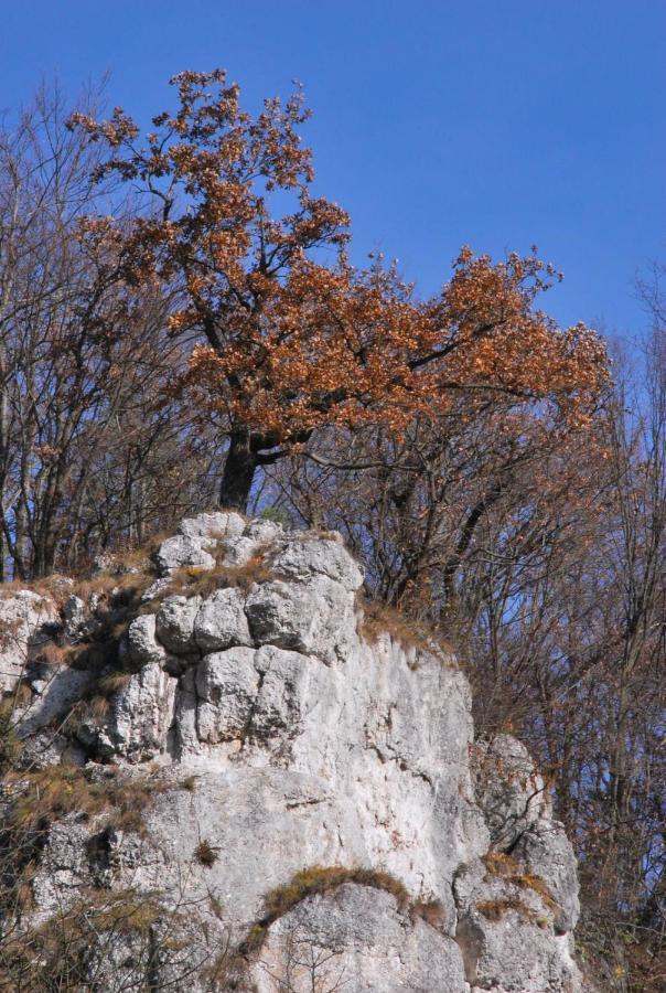 Pokoje Goscinne U Grazyny Ojcow エクステリア 写真