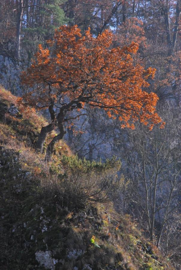 Pokoje Goscinne U Grazyny Ojcow エクステリア 写真